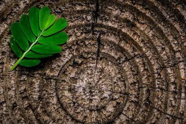 木命什么颜色旺（为什么木型人不能胖）