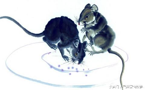 属鼠女几月出生很旺夫,运势爆棚命好