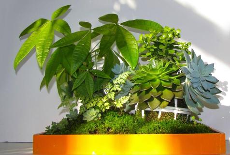 发财树放客厅大忌