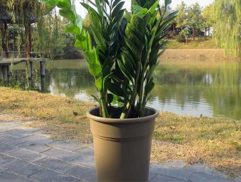 金钱树放客厅大忌