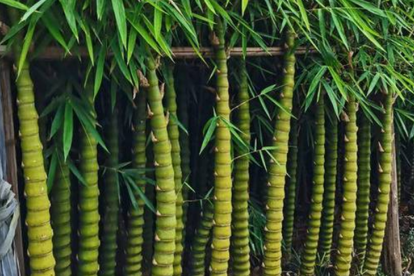 旺家的竹子(为什么说竹子在门前不吉利)