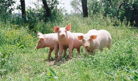 属猪哪天出生更好(属猪人出生日的命运)