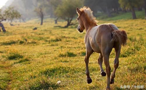 1990年的马是属于什么命(来看不要哭)