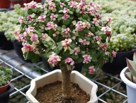 十种旺宅的花:招财花有吉祥好兆头