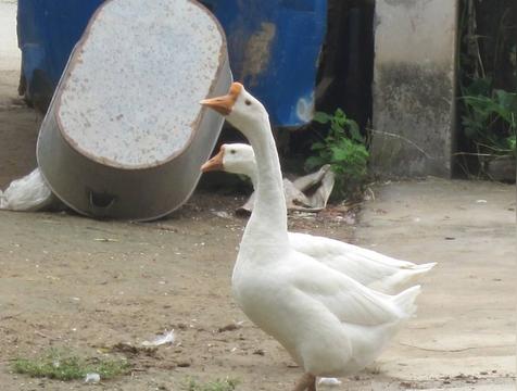 鹅在风水中象征什么