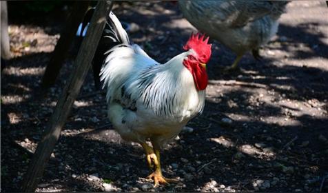 属鸡哪天出生更好(属鸡人出生日的命运)
