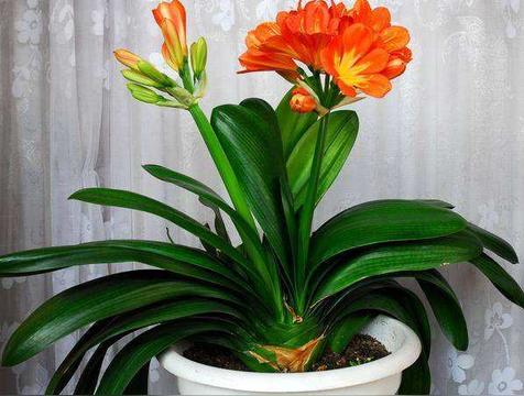 君子兰的风水大忌属相