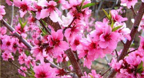 八字桃花子午卯酉的秘密