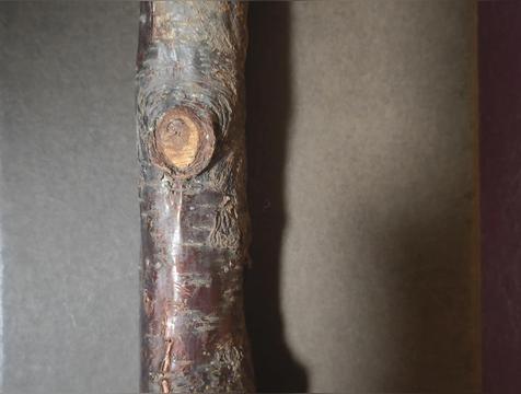 家里放桃木禁忌,桃木棍一般放哪里