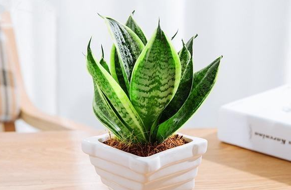 家客厅养什么花比较旺(镇宅很灵的三种花)