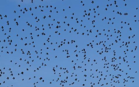 乌鸦成群聚集是什么征兆