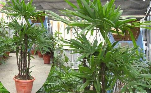 观音竹摆放禁忌有哪些