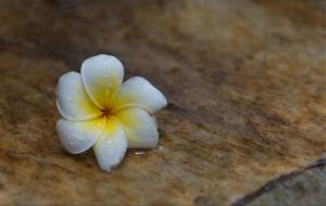 不争不抢却命好的星座