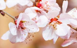 花旺人不旺什么意思