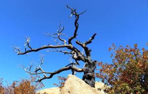 雷击枣木的功效与作用(什么人不能戴)