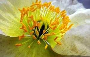 名字别带蕊和茹字好吗