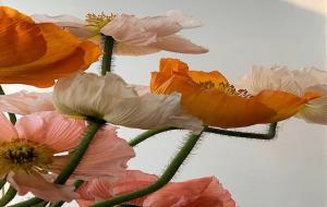 看似老实并不老实的星座(大智若愚星座)