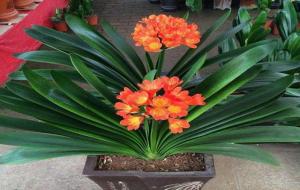 客厅最旺宅的大型植物(8种旺家宅的