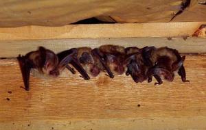 蝙蝠进屋有什么预兆(家里有蝙蝠怎么驱赶)