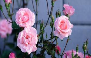 七杀有财生杀(财生七杀命理)