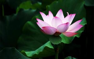 怎么积大德,日常50件小事