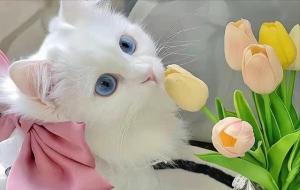 事业心很强的星座女生