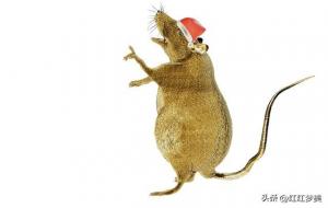 生肖鼠不喜欢什么人