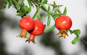 排名第一最好的镇宅树（镇宅树排行）