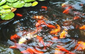 养鱼单数好还是双数好