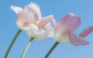 看淡得失的星座有哪些