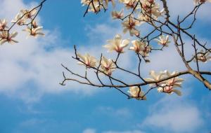 女人烂桃花多说明什么