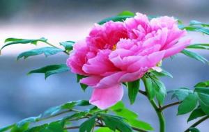 旺宅花卉有哪些（5种旺宅花）