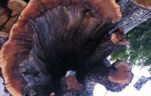 雷击木(雷劈到的树木)