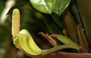 金钱树开花预示什么(寓意及象征)