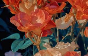 聪明反被聪明误的星座，没有大智慧