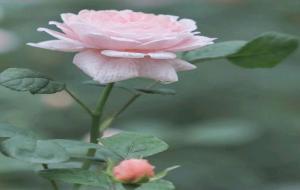 反骨星座,12星座谁最反骨