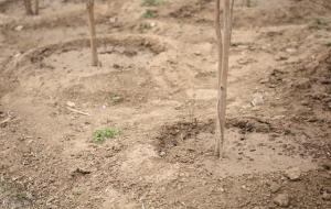 大门口两边最旺宅的树