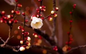 双春年什么意思（双春年是不是寡妇年