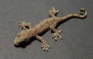 放生什么动物福报大,有好报