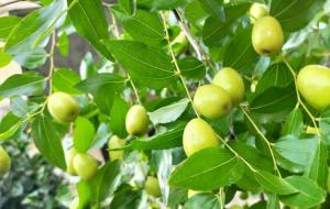 桑枣杜槐不进阳宅