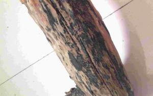 雷击木什么人不能戴(雷击木是什么东