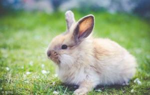 1987年五行属什么,属兔人的性格特点