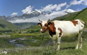 属牛出生好六个吉日(富贵命)