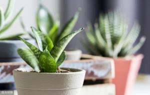 虎皮兰的风水作用（招财）