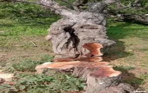 雷击木的功效与作用