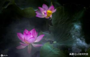 处女座是什么星象(土象星座)