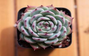 能忍辱负重的星座,忍耐力强的星座