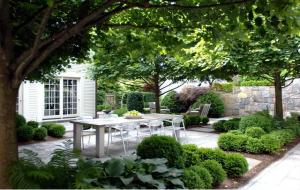 阴树是什么树（阴树有哪几种）