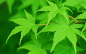 射手男暗恋的明显特征(射手座暗恋的浪漫)