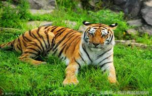 2010年出生是什么命（虎年松柏木命）